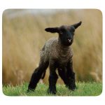 VIVANCO MOUSEPAD PETS 3