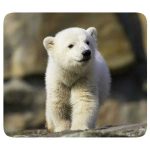 VIVANCO MOUSEPAD PETS 4